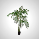Green Palm Plant 274cm Tall Indoor Palm Tree