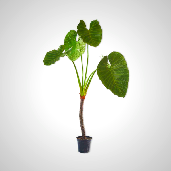 Alocasia Green Dk 220cm - Tropical Elephant Ear Plant
