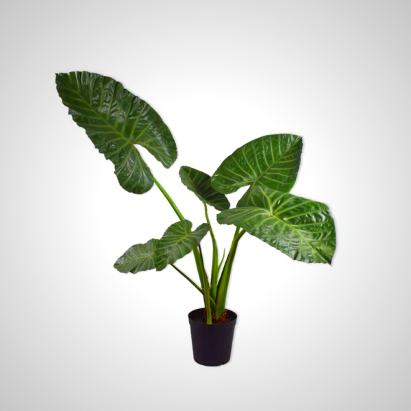 Alocasia Green 121cm - Tropical Elephant Ear Plant