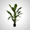 Strelitza Green 180cm - Bird of Paradise Plant
