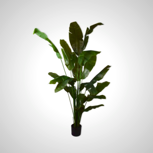 Strelitza Green 200cm - Bird of Paradise Plant