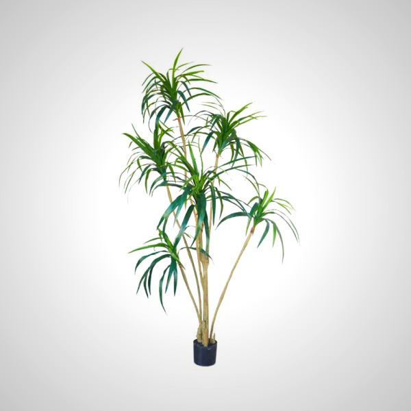 Yucca Green 213cm - Tall Indoor Plant with Sword-like Leaves