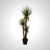 Yucca Green 180cm - Palm Lily Plant with Striking Foliage