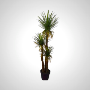Yucca Green 180cm - Palm Lily Plant with Striking Foliage