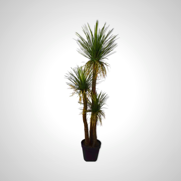 Yucca Green 180cm - Palm Lily Plant with Striking Foliage