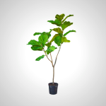Ficus Green 151cm - Tropical Indoor Plant with Spiritual Meaning